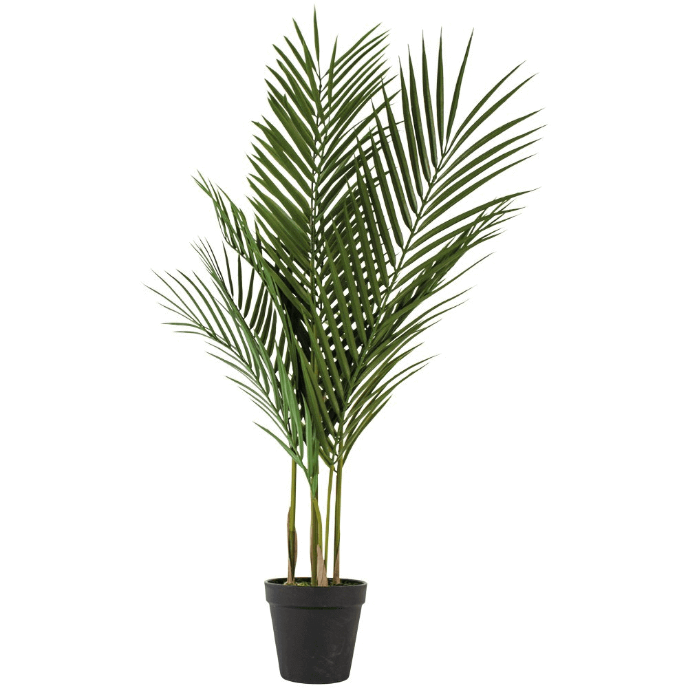 Grand Illusions Parlour Palm in Pot